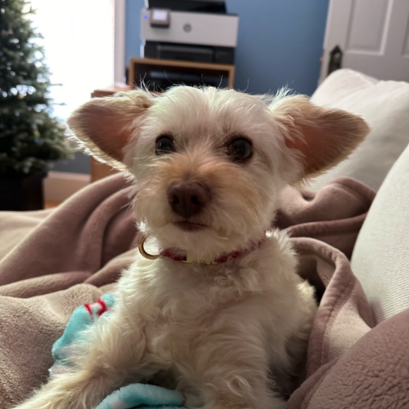 Meet your Posher, Keely - Picture 5 of 7